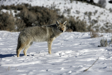 Coyote, Canis latrans,
