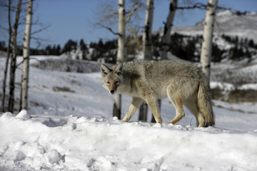 Coyote, Canis latrans,