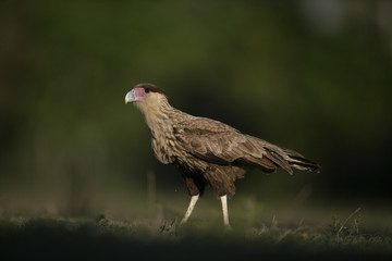 Crested caracara, Caracara cheriway