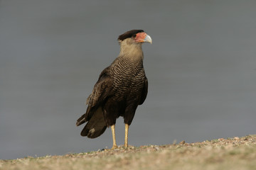 Crested caracara, Caracara cheriway