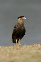 Crested caracara, Caracara cheriway