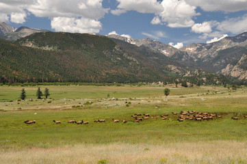 Fototapeta na wymiar Wapitis in Rocky Mountains National Park