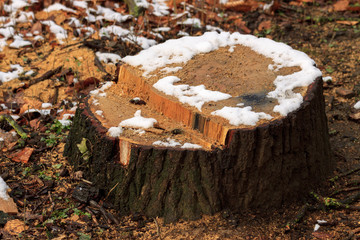 Old cracked stump in a snow
