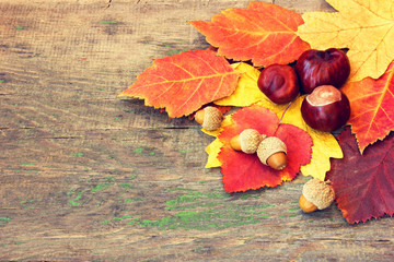 Naklejka na ściany i meble colorful autumnal leaves and chestnuts
