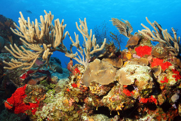 Naklejka na ściany i meble Colorful Corals against Blue Water, Cozumel, Mexico