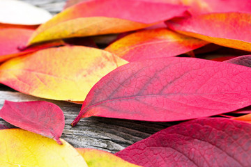 leaves