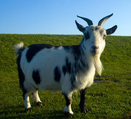 Goat