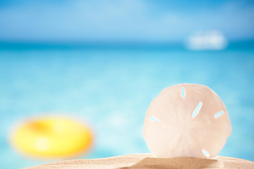 sand dollar shell on sea beach background