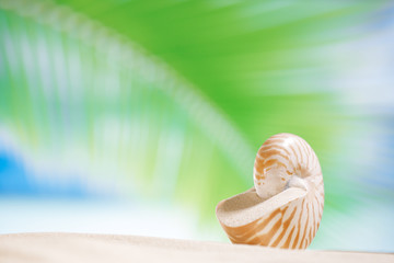 nautilus shell  with palm leaf , beach and seascape, shallow dof