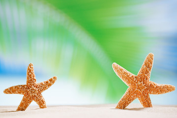 Fototapeta na wymiar starfish shells on the ocean beach and seascape