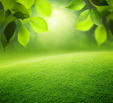 Spring forest  background