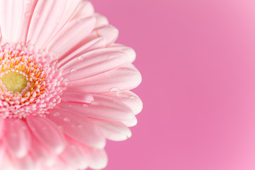 nice gerbera