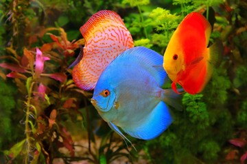 Discus (Symphysodon), multi-colored cichlids in the aquarium - obrazy, fototapety, plakaty