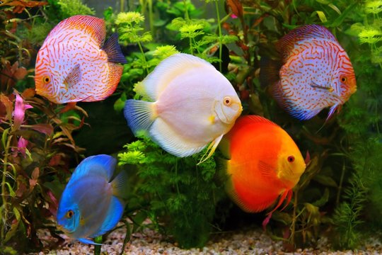 Discus (Symphysodon), multi-colored cichlids in the aquarium