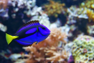 Blue tang (Paracanthurus hepatus), coralfish