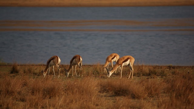 Springbok antelopes grazing, Pilanesberg National Park