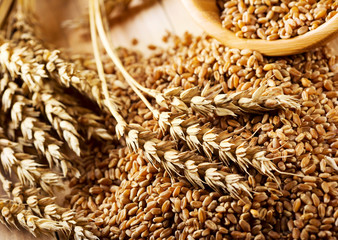 wheat grains