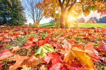 Autumn, fall in park. Sun shining through colorful leaves
