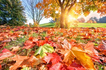 Fotobehang Herfst Herfst, val in het park. Zon schijnt door kleurrijke bladeren