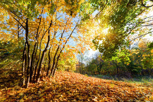 Autumn, fall in forest. Sun shining through colorful leaves