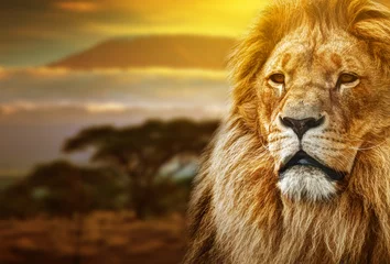 Küchenrückwand glas motiv Löwe Löwenporträt auf Savannenhintergrund und Kilimanjaro