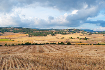 Fototapeta premium Bales of straw in the wheat fields