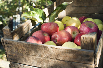 Apples in an old wooden crate on tree