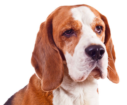 beagle head  on white