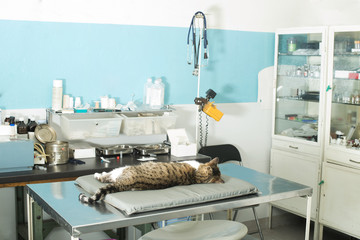 Cat anesthesia in veterinary