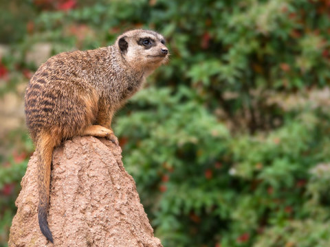 erdm&auml;nnchen