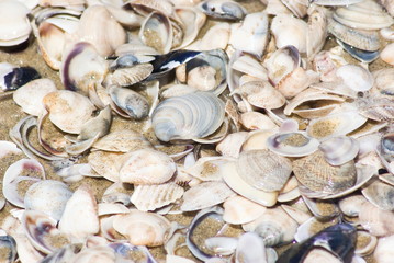 Shells in the sand on the seashore