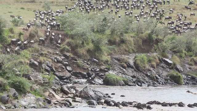 Migratory blue wildebeest crossing the Mara river
