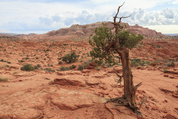 Landscape of Coyote Buttes North wilderness area