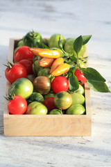 Peperoni- und Tomatenernte