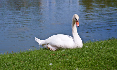 White swan