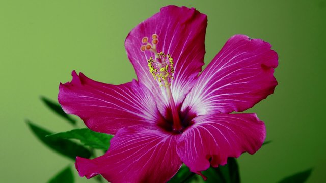 Red hibiscus flower opens and closes