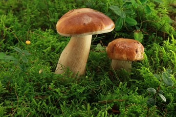 boletus on a rainy day