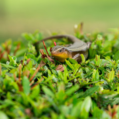 A skink.