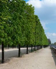 Tuileries Trees, Portrait