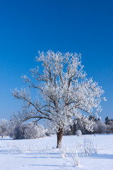Fototapeta na wymiar Snow winter tree