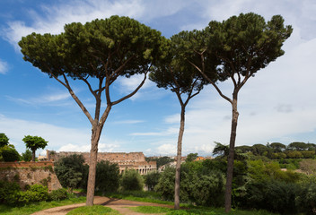 Trees Overlooking the Colosseum