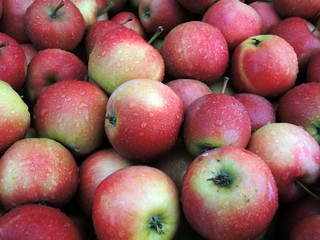 Bioäpfel - organic grown apples