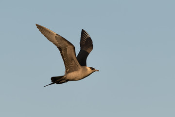 Schmarotzerraubmöwe, Arctic skua, Stercorarius parasiticus