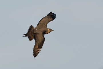 Schmarotzerraubmöwe, Arctic skua, Stercorarius parasiticus