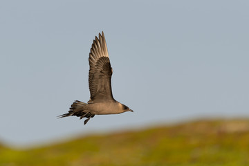 Schmarotzerraubmöwe, Arctic skua, Stercorarius parasiticus