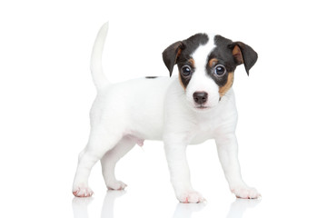 Obraz premium Jack Russell terrier puppy