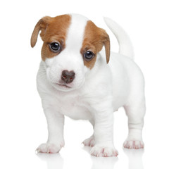 Jack Russell terrier puppy