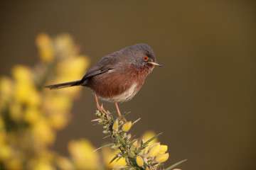 Dartford warbler, Sylvia undata,