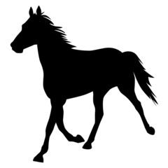 vector silhouette of horse