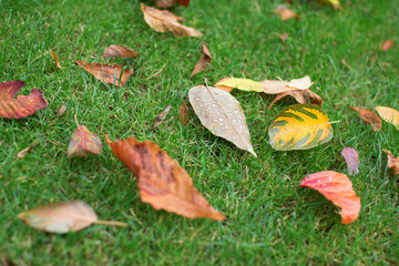 Colorful autumn leaves on the grass